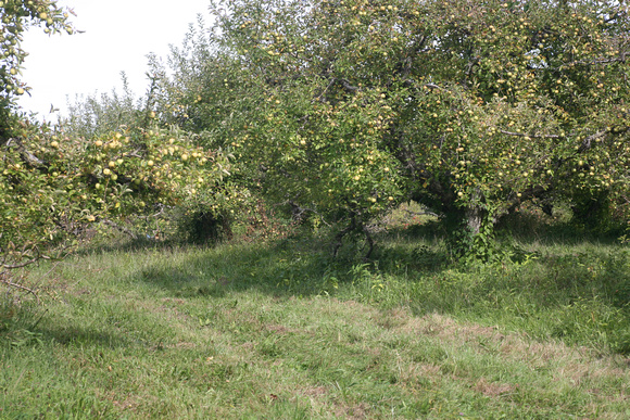 Stoneridge orchard ny