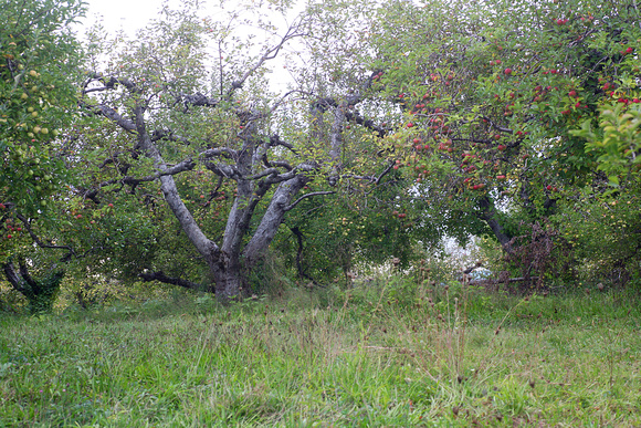 Stoneridge orchard ny