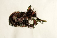 original watercolor painting  cat bunko available in print  22"30'